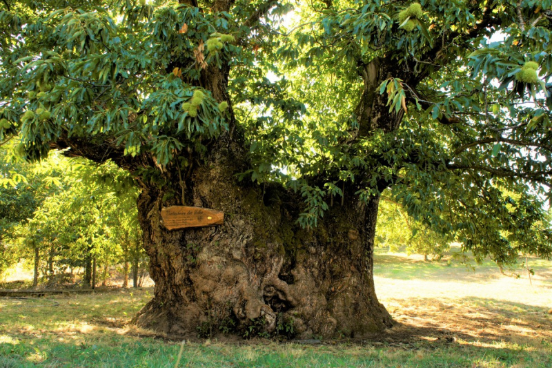 APOIE O CASTANHEIRO DE VALES, a árvore portuguesa no Concurso «Árvore Europeia 2020»