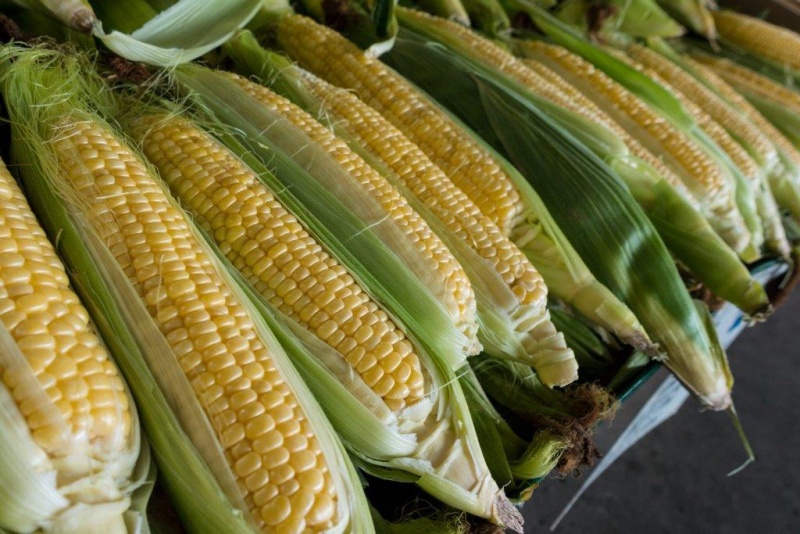 ISA realiza inquérito sobre cultura do milho