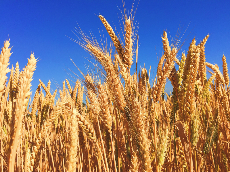 Dia do Agricultor em Elvas  15 de maio conheça a Estratégia para a Produção de Cereais