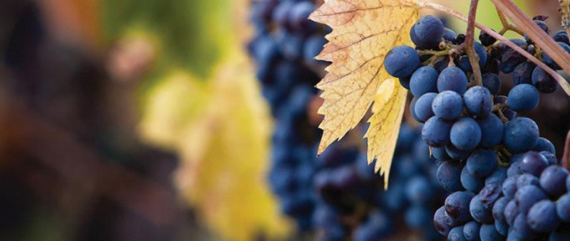 Produção de vinho europeu em queda